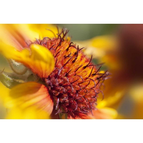 Washington State, Palouse A sunflower